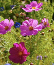 Spring Themed Activities